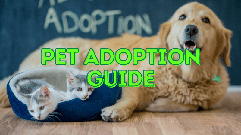 Pet Adoption Guide