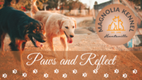 Magnolia Kennel Paws and Reflect: Summer Dog Safety